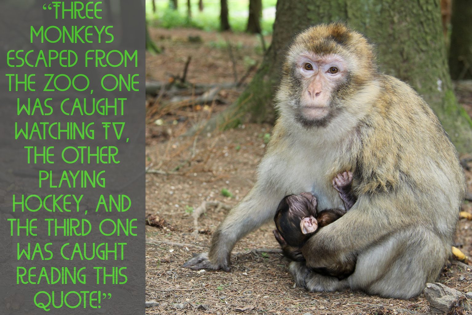 36+ Funny Zoo Quotes for Kids and Youngsters