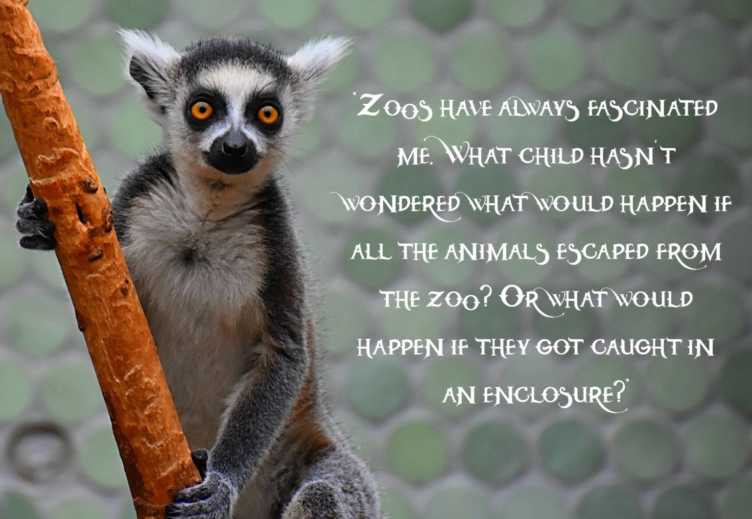 36+ Funny Zoo Quotes for Kids and Youngsters