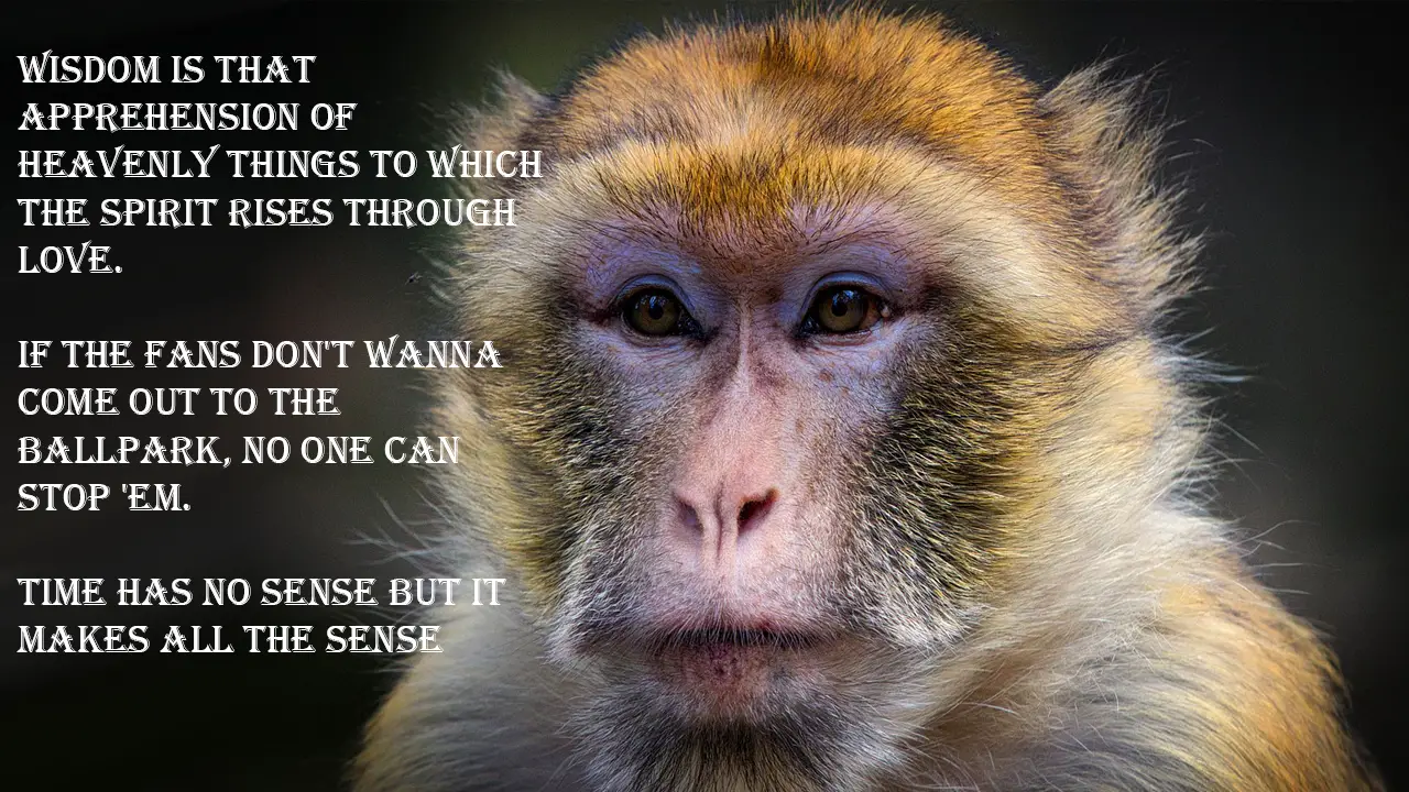 best online Funny Monkey Quotes