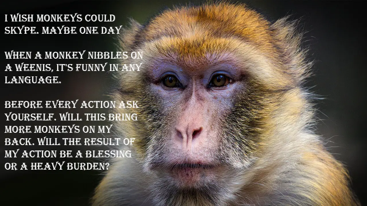 funny monkey sayings