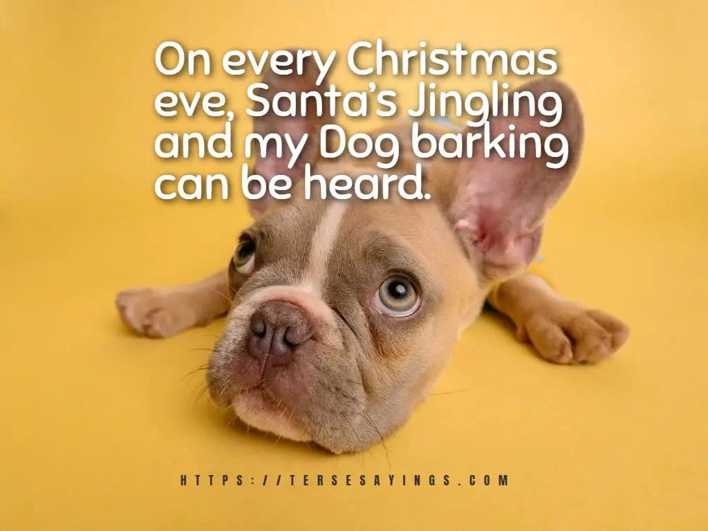 Christmas message from the dog