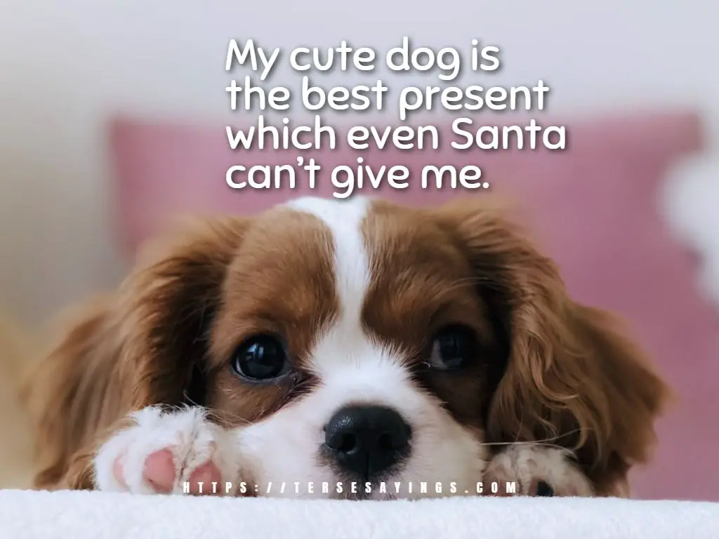 Christmas quotes dogs