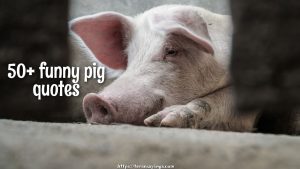 50+ Funny Pig Quotes
