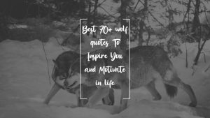 best 70+ wolf quotes to inspire you and motivate in life