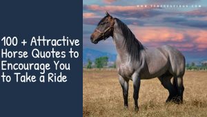 100 + Attractive Horse Quotes to Encourage You to Take a Ride