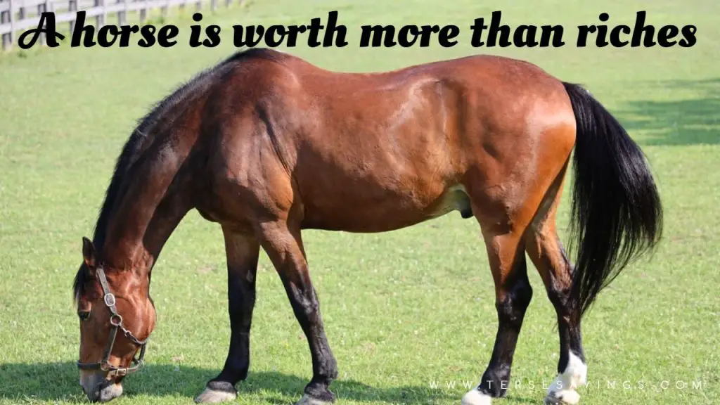 100 + Attractive Horse Quotes to Encourage You to Take a Ride