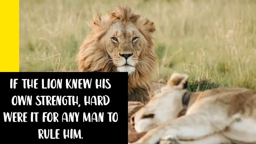 Top best 90+ famous lion quotes that motivate our life