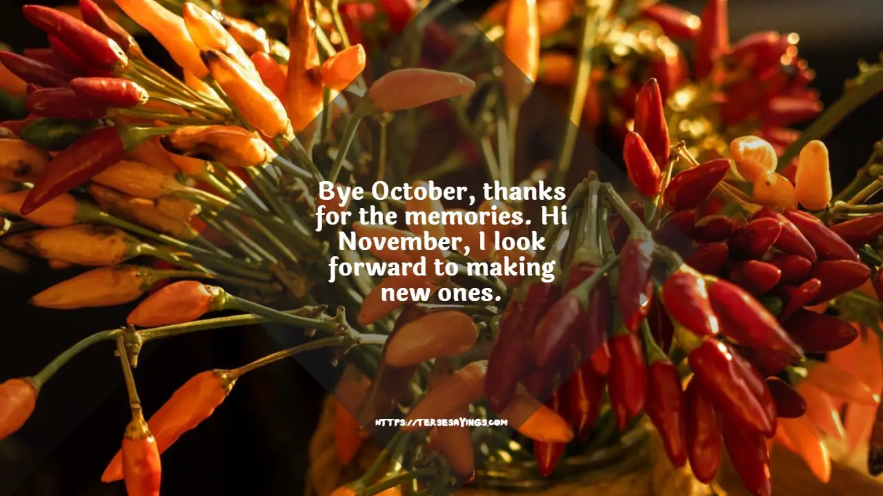 november_quotes_funny