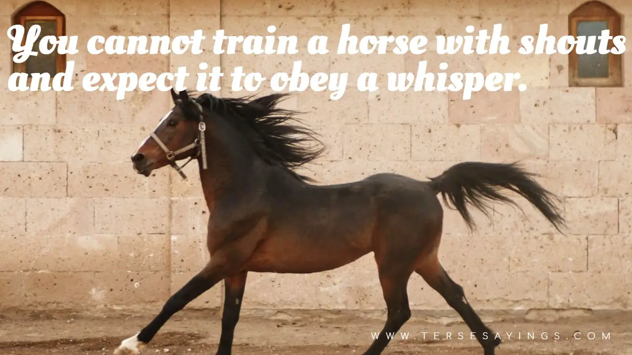 short_horse_quotes