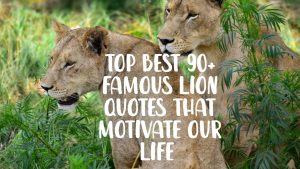 Top best  90+ famous lion quotes that motivate our life