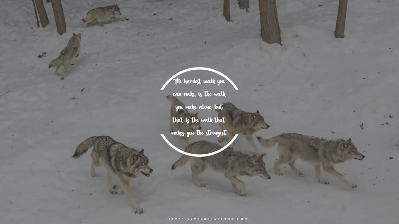 wolf_quotes_about_life