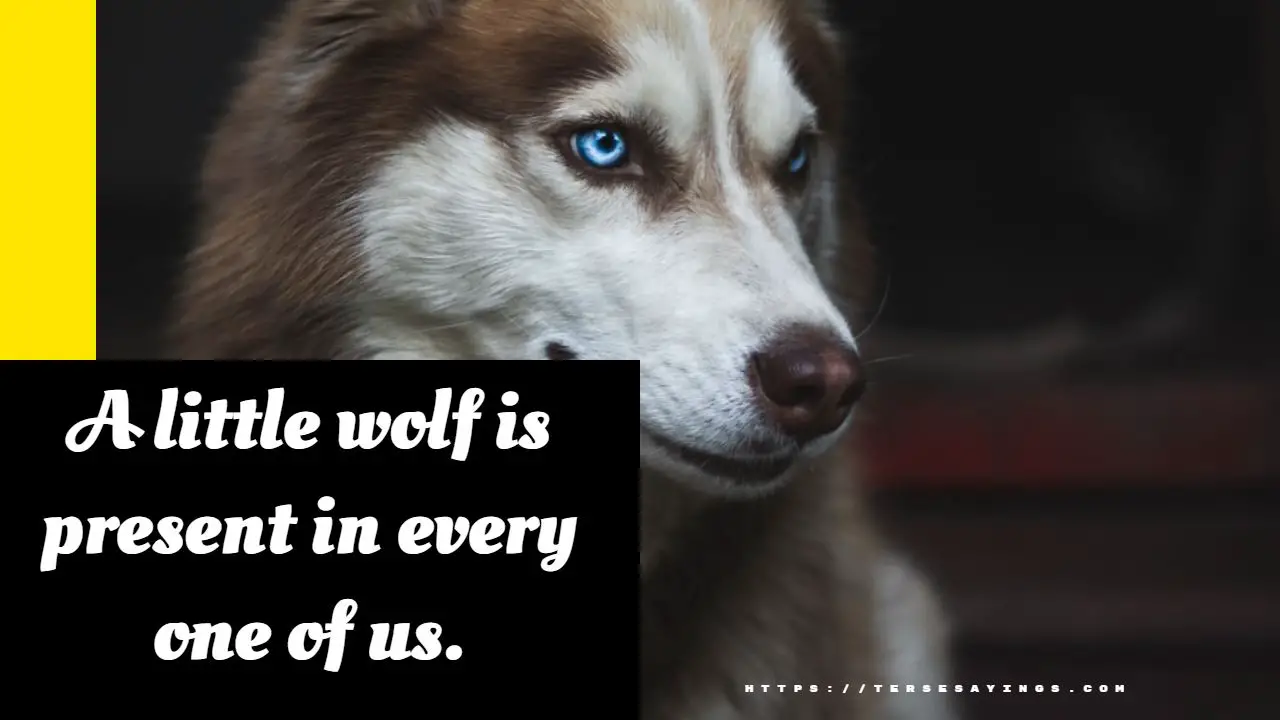 wolf_quotes_love