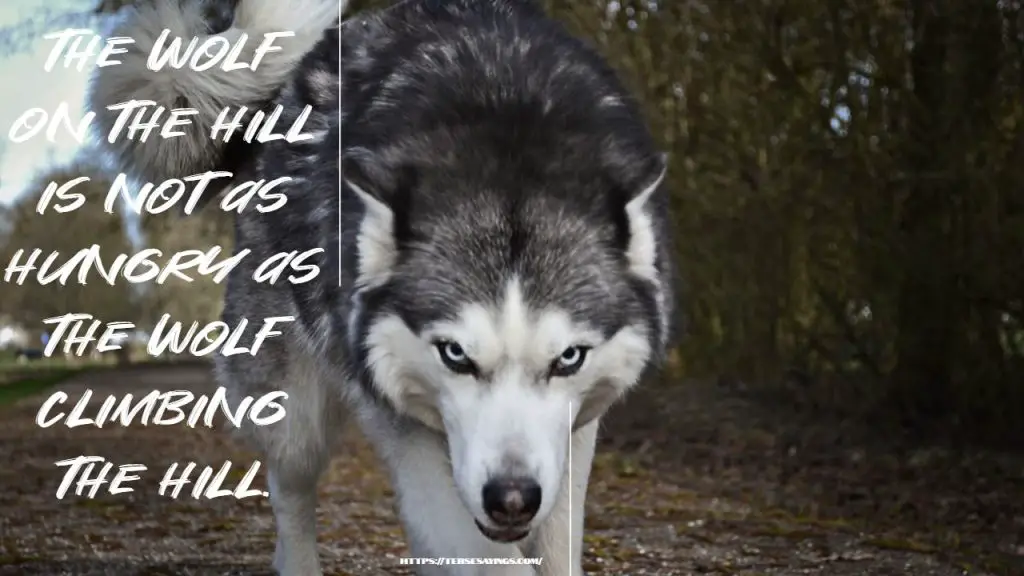 Best70+ Wolf Quotes To Inspire You And Motivate In Life