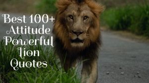 Best 100+ Attitude Powerful Lion Quotes