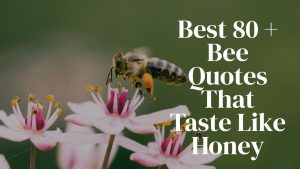 Best 80 + Bee Quotes That Taste Like Honey