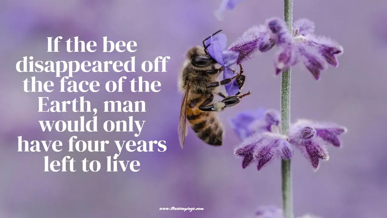 spiritual_bee_quotes