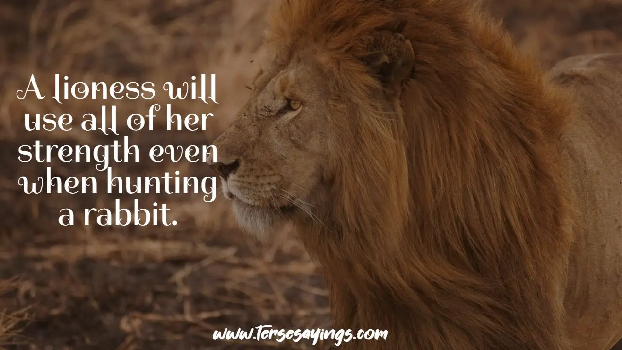 wounded_lion_quotes