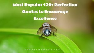 Most Popular 120+ Perfection Quotes to Encourage Excellence