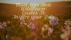 Most 100+ Best Wildflower Quotes To Inspire your Day
